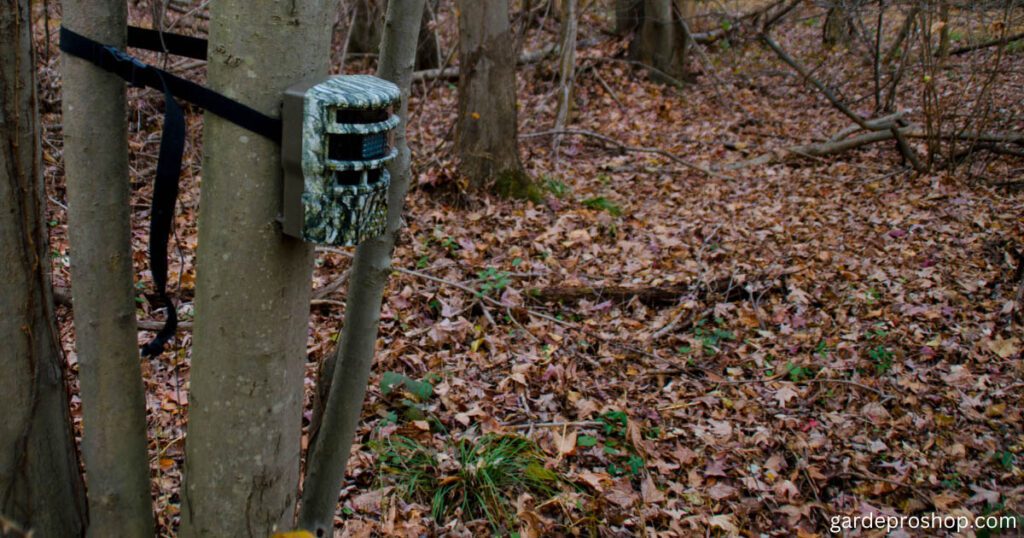 Trailcam
